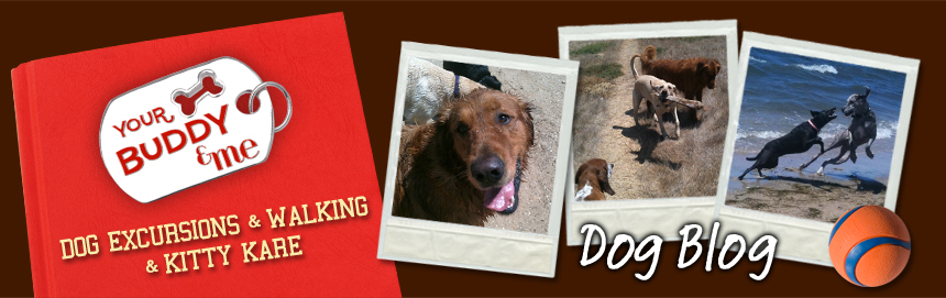 Your BUDDY and Me Dog Excursions & Cat Care